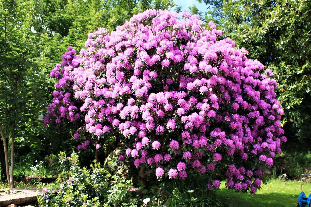 Keryerna Ar C'Haouled "Aux Hortensias" Clevacance Saint-Méen 외부 사진